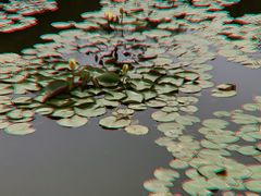 -白洋淀景区