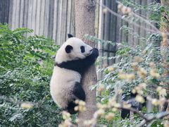 -成都大熊猫繁育研究基地