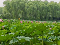 -东郊湿地公园
