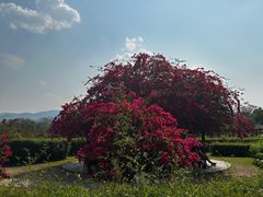 -中国科学院西双版纳热带植物园