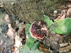 -西双版纳原始森林公园