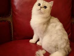 -猫大福·Fortune Cat猫舍(百子湾店)