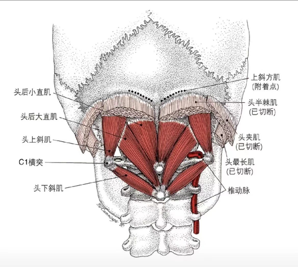 体态调整 探索人体肌