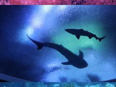 -珠海长隆海洋王国