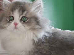 -momokira米努特·德文卷毛猫·棉花面纱犬