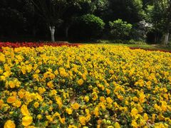 -习家池