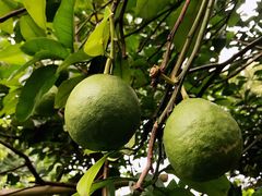 -三圣花乡旅游区