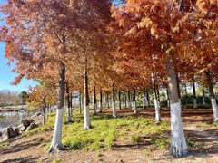 -春花秋色城市公园