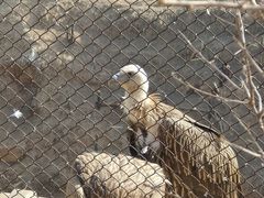 -青藏高原野生动物园