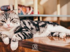 -绒爪撸猫下午茶·猫咖