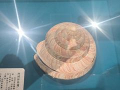 -青岛贝壳博物馆