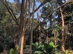 -中国科学院西双版纳热带植物园