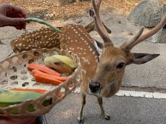 -清迈夜间动物园