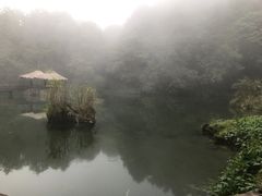 -阿里山神木遗迹