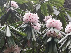 -硗碛藏寨·神木垒景区