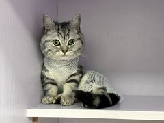 -艾吉宠物医院·疑难杂症转诊中心·猫友好(碧江路院)