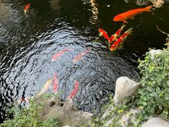 -鲤院·新中式美学·庭院餐厅(夫子庙店)