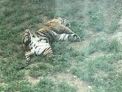 -大连森林动物园