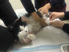 -美联众合动物医院·24h转诊中心