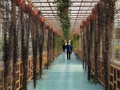 -荷花荡