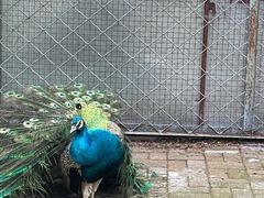 -长白岛森林公园