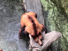 -深圳野生动物园