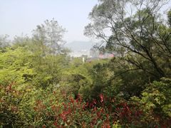 -金鸡山公园