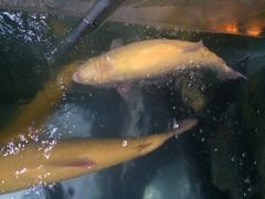 东江湖游水三文鱼美食城(老字号)-东江湖游水三文鱼美食城