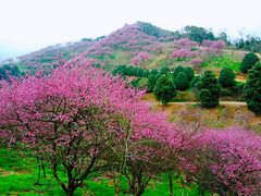 -新建村梅花
