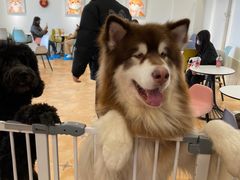 -Let's go狗咖·猫咖·奶狗·桌游(春熙路IFS店)