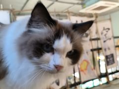 -豆逗聊愈猫阁Easy Life