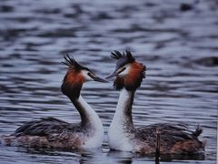 -野鸭湖国家湿地公园