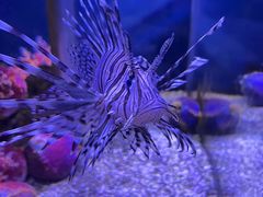 -太平洋海底世界