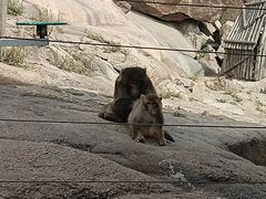 -西霞口神雕山野生动物世界