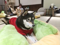-逗柴咖啡屋·狗咖猫咖宠物桌游