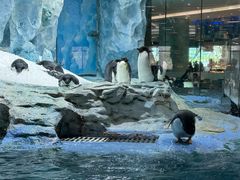 -帝企鹅自助餐厅•儿童岛•真企鹅(长隆企鹅酒店)