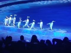 -珠海横琴长隆《卡卡虎奇遇记》