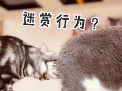 -Catmate·猫肥家润(金润铂宫店)