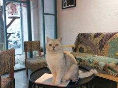 -喵屿·大理花园猫咖