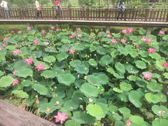 -羊亭河湿地公园