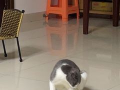 -瑞派康怡24h宠物医院·犬猫医疗中心·微创绝育(瑞景分院)