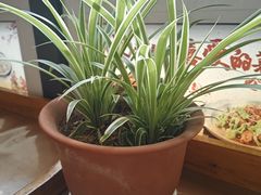 -大清花饺子(山庄店)