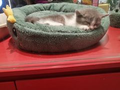 -babydoll猫舍·米努特·德文·缅因(久光中心店)