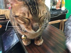 -李小姐の猫咖啡馆(五角场店)