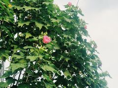 -晓港公园