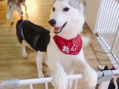 -Husky Go! 哈士奇体验馆·宠物咖啡厅狗咖