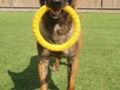 -北京京卫宠物寄养训练中心