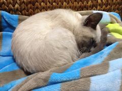 -纳吉亚猫专科动物诊疗中心(蒋宅口分院)