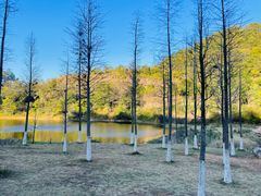 -神光山国家森林公园