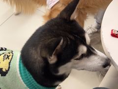 -怪兽屋·羊驼·猫咖·狗咖(俊华广场店)